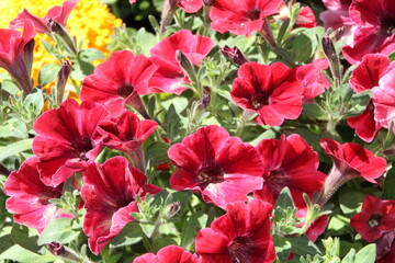 Red Petunia, William Hawrelak Park, Edmonton, Alberta