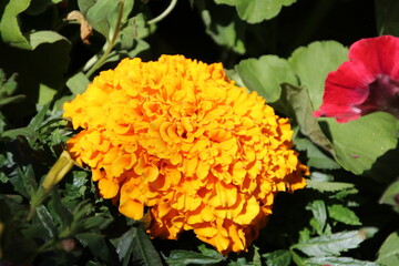 Marigold In Bloom, William Hawrelak Park, Edmonton, Alberta