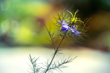 Love-in-a-mist blue flower - Nigella damascena