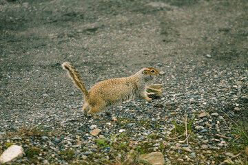 Marmot in Denali National Park and Preserve, ALASKA