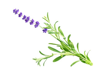 Purple lavender flower isolated on white background