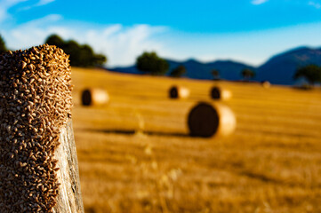 Mallorca Island- Inca- straw bales - Paja apilada- balas de paja- Agricultura Interior - Stacked straw-