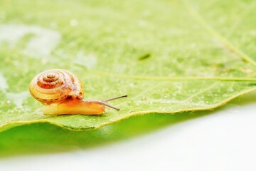 白背景に葉っぱを進む小さなカタツムリ