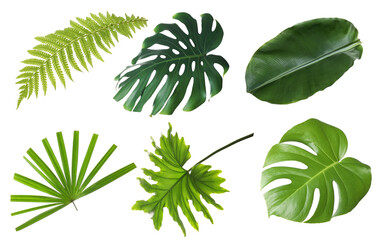 Set with beautiful fern and other tropical leaves on white background