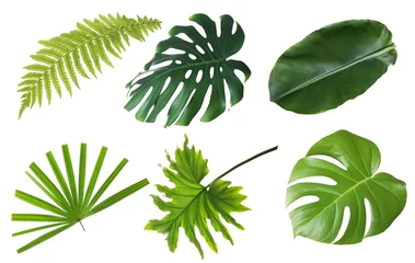 Foto op Plexiglas Tropische bladeren Set met mooie varens en andere tropische bladeren op witte achtergrond