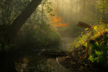 Beautiful sunrays on a foggy morning in a forest in Brabant near the village of Goirle.