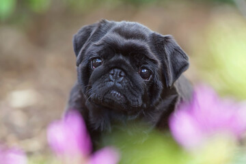 The portrait of a cute black Pug dog posing outdoors in a green grass with pink flowers in summer