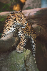 ceylon leopard on a tree