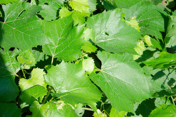 Girlish grapes lat. A wide green five-pointed textured leaf with veins on the background of a wooden support.