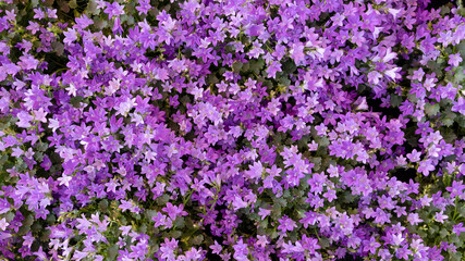 Small violet vibrant violet Campanula blossom flowers. Full frame plant flowers background 
