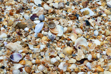 Top view of multi-coloured seashells and their parts on the seashore with sun glare