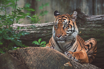 Sumatran tiger close up