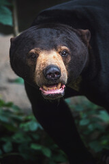 malaysian bear close up portrait