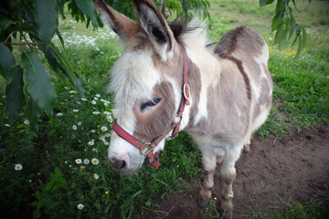 donkey in green field farm mammals animal pasture red harness under trees