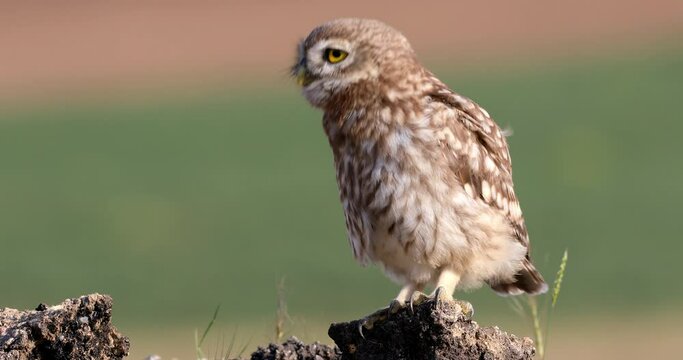 Little owl. Athene noctua. Nature background.