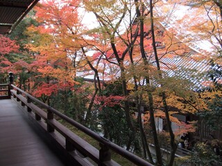 日本の京都の紅葉