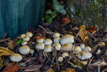 a troop of wild mushrooms