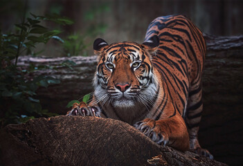 Fototapeta na wymiar Sumatran tiger close up