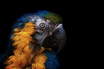 blue and gold macaw