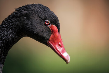black swan portrait