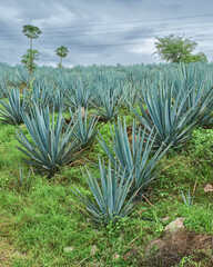 Plantación de agave azul en el campo para hacer tequila