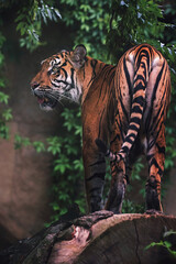 Tigre de Sumatra se bouchent