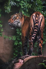 Door stickers Khaki Sumatran tiger close up