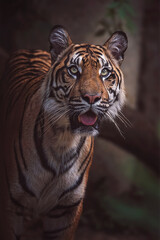 Sumatran tiger close up