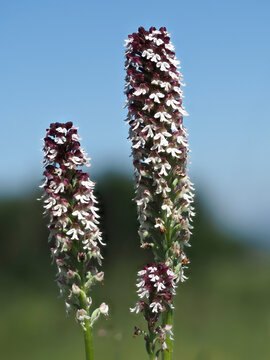 Brand-Knabenkraut (Neotinea ustulata)