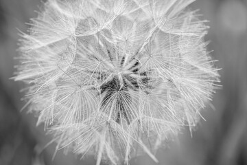 A closeup showing the intricate detail and beauty of a dandelion seed head before disperising its wind blown seeds