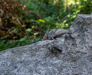Hirschkäfer auf dem Felsen