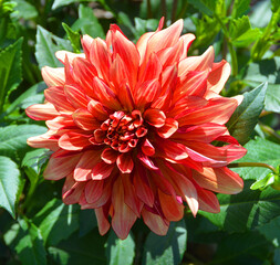 Dahlia is a genus of bushy, tuberous, perennial plants native to Mexico, Central America, and...