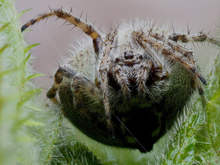 Spinne am Wegrand in der Eifel