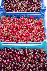 Kirschen. Kirschernte.