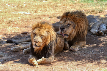 A lion licks another lion's butt. Two adult lions