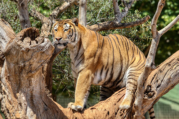 Portrait of a tiger on a tree branch