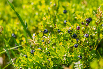 Wild blueberries in various stages of ripening. Vaccinium myrtillus or bilberry in the bush growing high on mountain in Bosnia, Europe, during sunny summer day. Agricultural and pharmaceutical concept