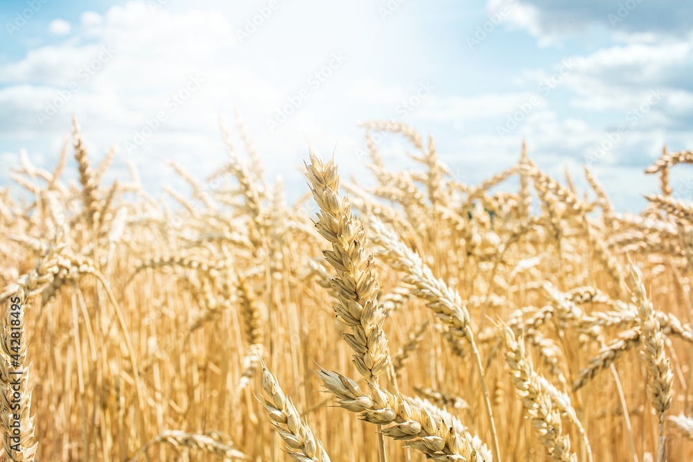 Wall mural wheat field on a bright day, hot summer