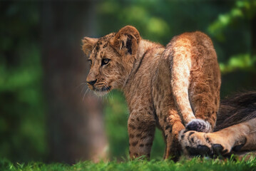 Lion close up 
