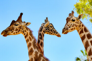 Close up of three giraffes