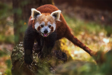 red panda in the woods