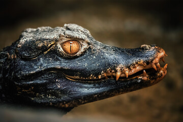 head of a crocodile