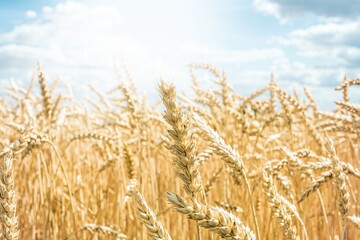 Wheat field on a bright day, hot summer