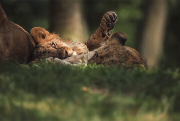 Lion close up 