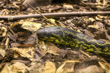 Portrait of a yellow anaconda in a reptile house