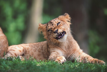 Lion close up 