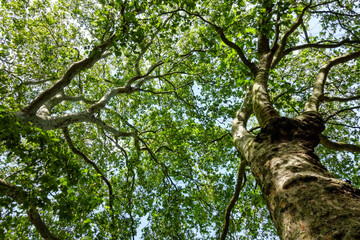 Fototapeta premium Branches of London planes full of green leaves