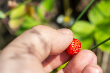 Female hand picking wild strawberry in the forest, close up. Agricultural, hobby and activity concept