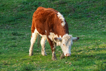 Hereford cow grazing on a pasture, Cambridgeshire England United Kingdom UK