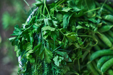 Fresh herbs and spices fresh cuts for cooking in a bowl.  Green peas, dill, and parsley close up